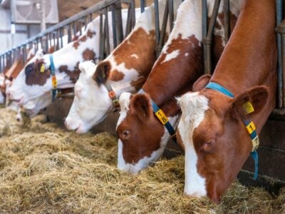 Stall Zubehör für Rinderzucht