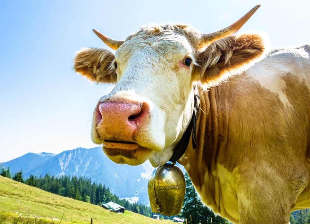 Viehglocken und Schellen für Kühe - Agrarversand Eder